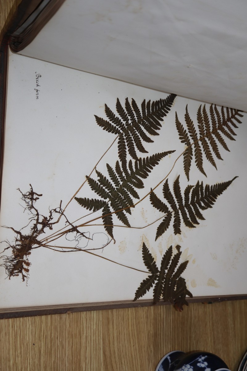 Two 19th century bound folios containing a wide range of pressed leaves of shrubs, trees and ferns, all titled in pencil